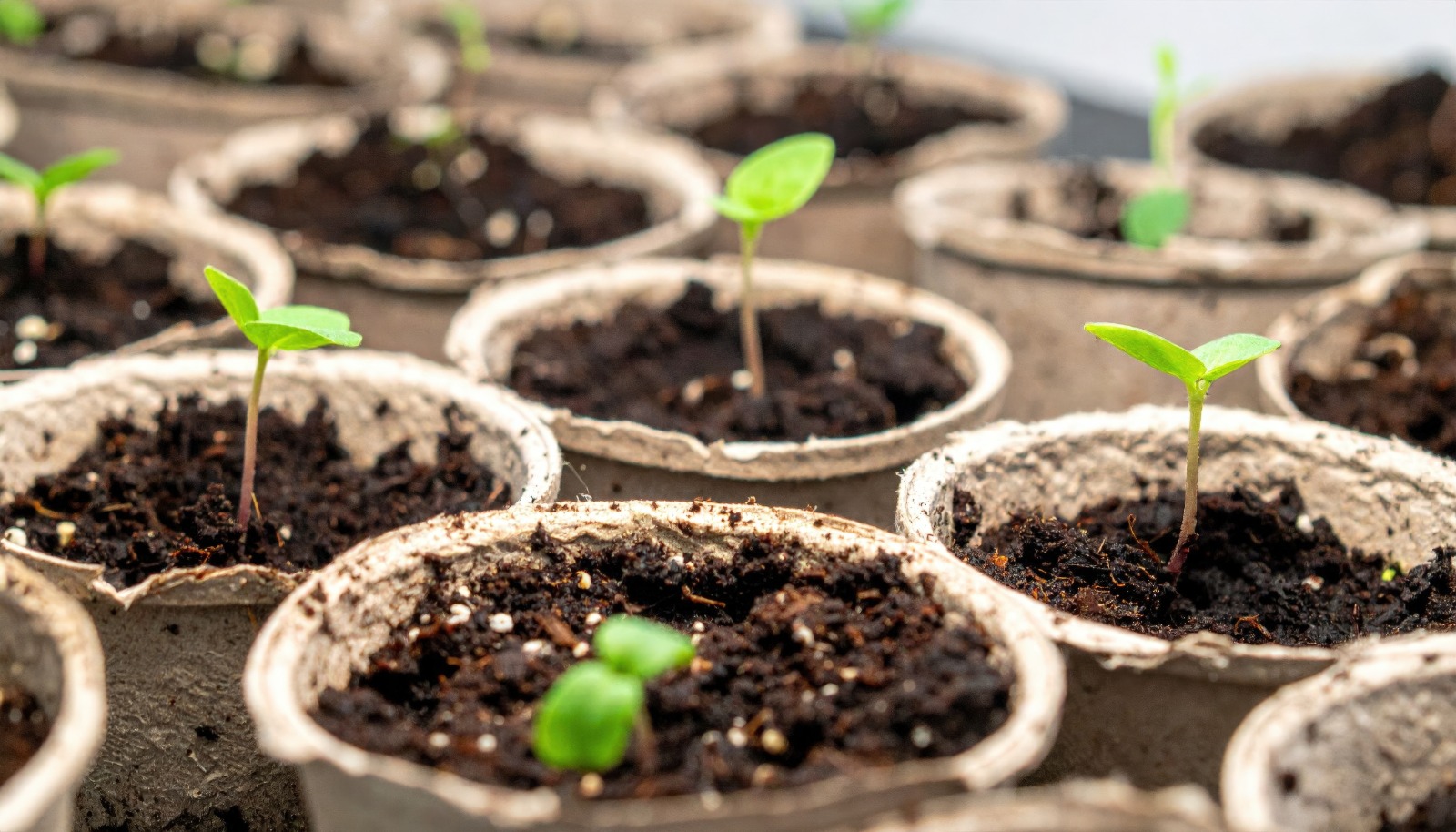 plantando vida