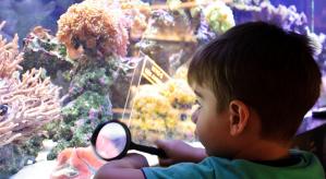 Descrição da imagem: Um menino de perfil, segurando uma lupa com a mão direita, observando o aquário a esquerda com corais e uma placa escrito: Isto é um animal!