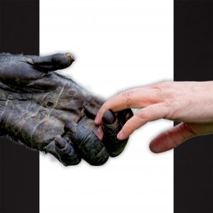 Imagem da mão de um macaco tocando a mão de um homem.